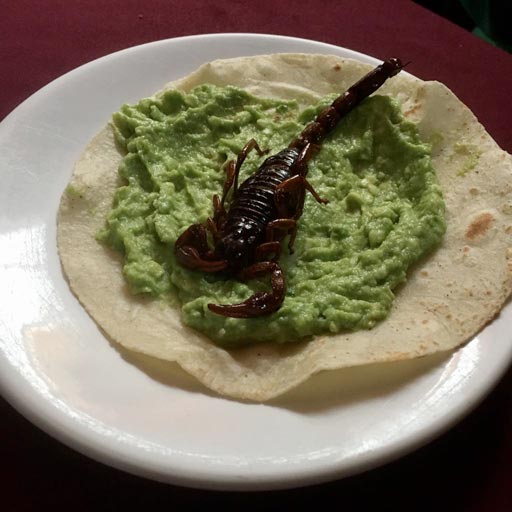 Gusta un taco de alacrán Ser noticia promoviendo el bienestar humano con la mejor